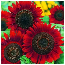 slonecznik-ozdobny-wysoki-czerwony-nasiona-kwiatow-roslin-ozdobnych