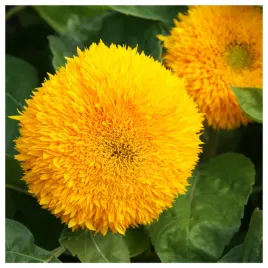 slonecznik-ozdobny-wysoki-pelny-nasiona-kwiatow-roslin-ozdobnych