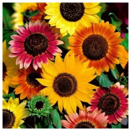 slonecznik-ozdobny-wysoki-mix-nasiona-kwiatow-roslin-ozdobnych