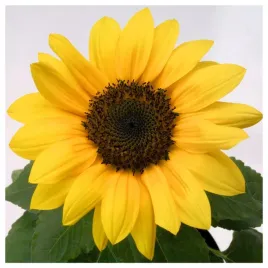 slonecznik-doniczkowy-jednokwiatowy-nasiona-kwiatow-roslin-ozdobnych