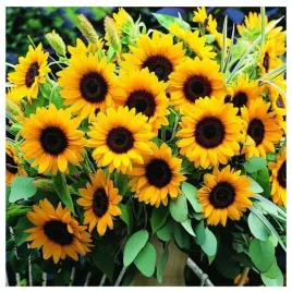 slonecznik-doniczkowy-wielokwiatowy-nasiona-kwiatow-roslin-ozdobnych