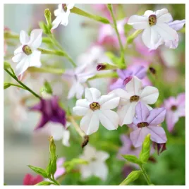 tyton-skrzydlaty-pachnacy-mieszanka-nasiona-kwiatow-roslin-ozdobnych