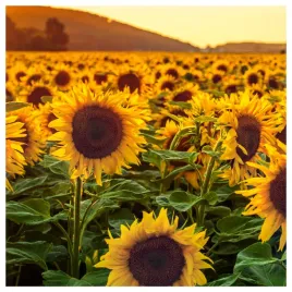 slonecznik-ogrodowy-jadalny-duze-opakowanie-nasiona