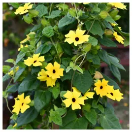 tunbergia-zolta-z-czarnym-oczkiem-pnacze-nasiona-kwiatow-roslin-ozdobnych