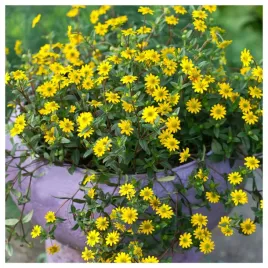 sanwitalia-rozeslana-zolta-mini-sloneczniki-zwisla-nasiona-kwiatow-roslin