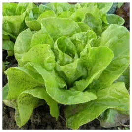 salata-maslowa-apollo-zimujaca-caloroczna-nasiona