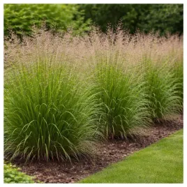trawa-ozdobna-proso-rozgowate-frosted-explosion-nasiona
