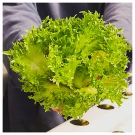 salata-zielona-debolistna-krucha-salad-bowl-nasiona