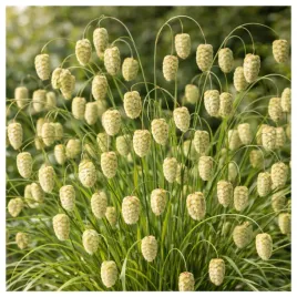 trawa-ozdobna-na-suszki-bryza-maxima-nasiona