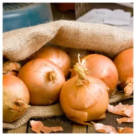 cebula-zimujaca-dymka-zimowa-augusta-plenna-odporna-duza-nasiona