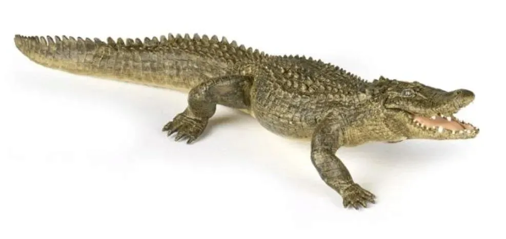 aligator