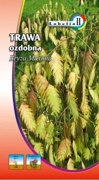 trawa-bryza-maxima-1g-l
