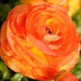 ranunculus-jaskier-pomaranczowy-cebulki-5-szt