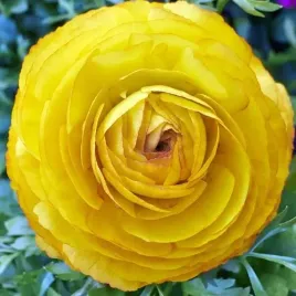 ranunculus-jaskier-zolty-cebulki-5-szt