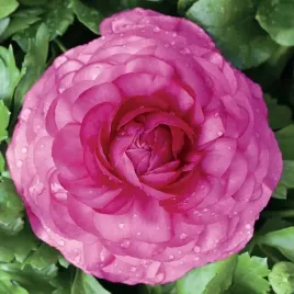 ranunculus-jaskier-rozowy-cebulki-5-szt