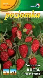 poziomka-rugia-02g-l