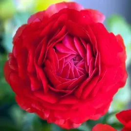 ranunculus-jaskier-czerwony-cebulki-5-szt