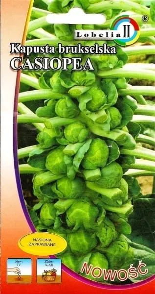 kapusta-brukselska-casiopea-2g-l