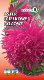 aster-igielkowy-rozowy-1g-l