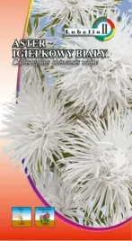 aster-igielkowy-bialy-1g-l