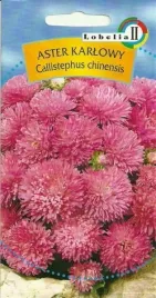 aster-karlowy-rozowy-1g-l