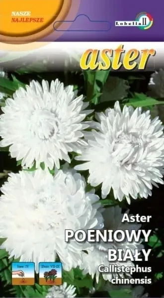 aster-peoniowy-bialy-1g-l