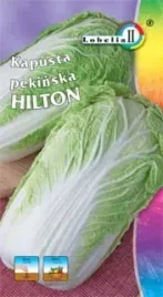 kapusta-pekinska-hilton-05g-l