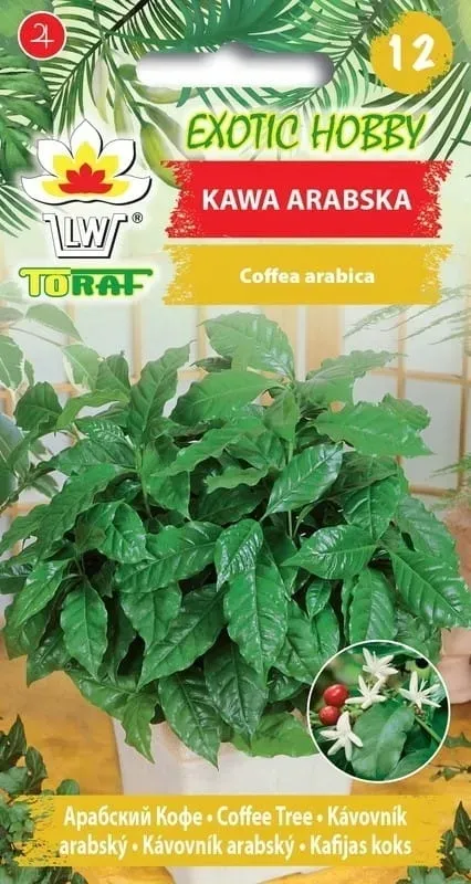 kawa-arabska-6-szt-t