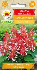 szalwia-blyszczaca-scarlet-bicolor-10-szt-t