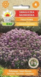 smagliczka-nadmorska-fioletowa-05g-t