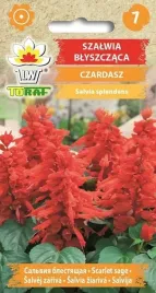 szalwia-blyszczaca-czardasz-03g-t