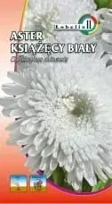 aster-ksiazecy-bialy-1g-l