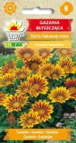 gazania-blyszczaca-04g-t