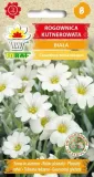 rogownica-kutnerowata-biala-02g-t