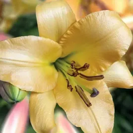 lilia-drzewiasta-saltarello-1-szt-cebule-cebulki-lilii-lilie