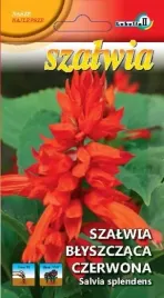 szalwia-blyszczaca-czerwona-03g-l