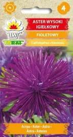 aster-igielkowy-fioletowy-1g-t
