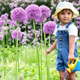 allium-czosnek-polski-gladiator-18-20-1-szt-cebule-cebulki-od-producenta