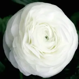 ranunculus-jaskier-bialy-cebulki-5-szt