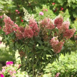 hortensja-bukietowa-candlelight-1-szt-doniczka-p9