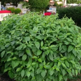 deren-cornus-alba-minbat-baton-rouge-1-szt-doniczka-p9