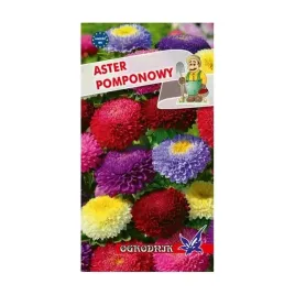 aster-pomponowy-mix-1g-l