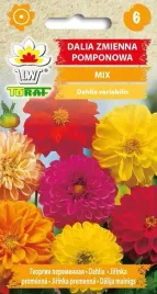 dalia-pomponowa-mix-05g-t