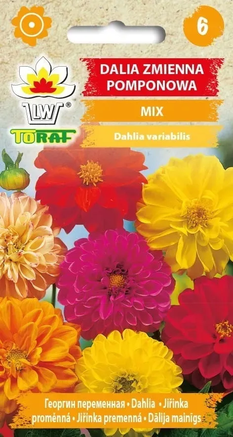 dalia-pomponowa-mix-05g-t
