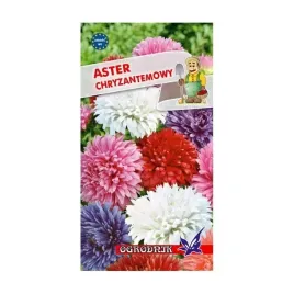 aster-chryzantemowy-mieszanka-1g-o
