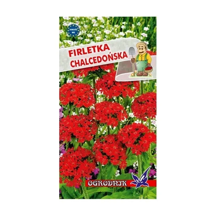 firletka-chalcedonska-05g-o