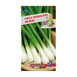 cebula-siedmiolatka-bajkal-2g-o