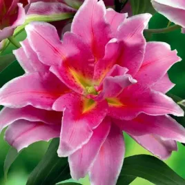 lilia-pelna-roselily-celina-1-szt-cebule-cebulki-lilii-lilie