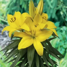 lilia-azjatycka-doniczkowa-tiny-ranger-1-szt-cebule-cebulki-lilii-lilie