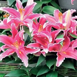 lilia-orient-doniczkowa-sunny-martinique-1-szt-cebule-cebulki-lilii-lilie